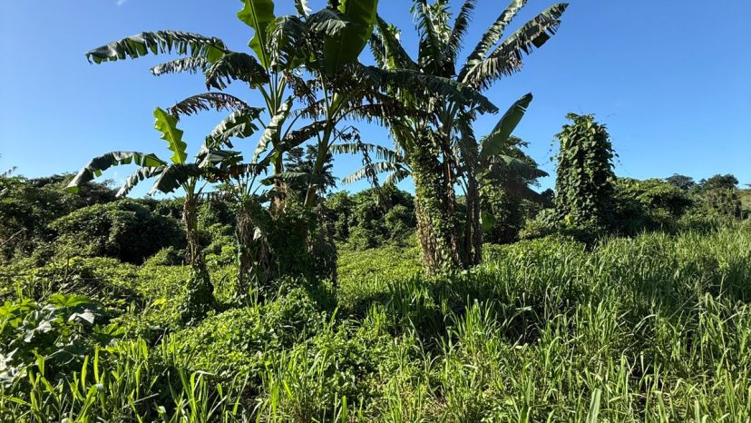 Land for Sale – 130 Hectares in Rentapau, photo 2 of 2